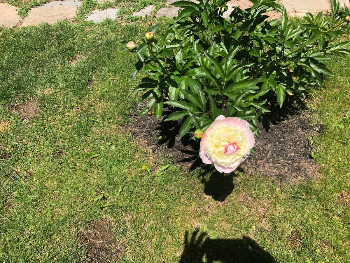 The Stella Rose B&B Wolfville Εξωτερικό φωτογραφία