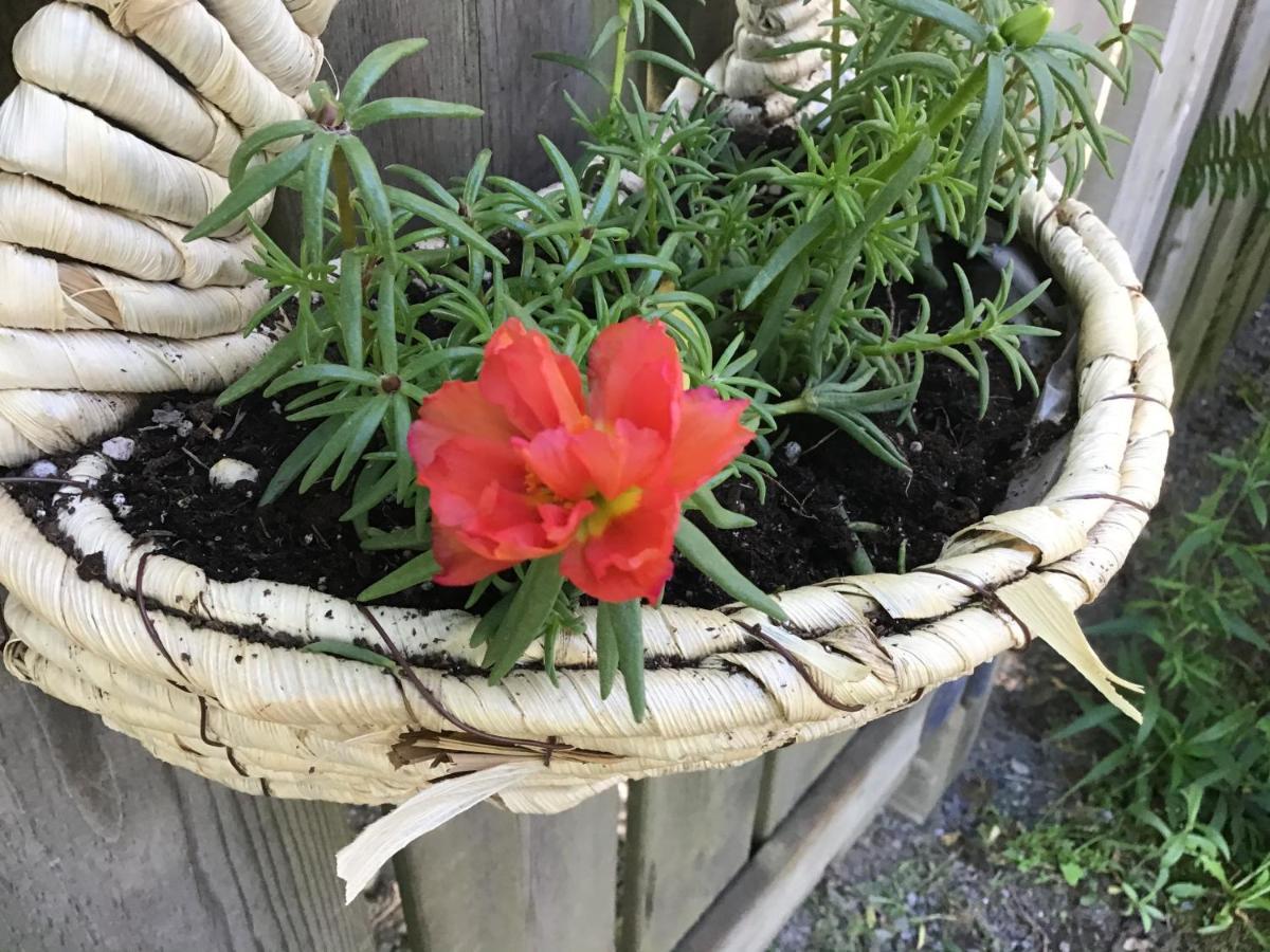 The Stella Rose B&B Wolfville Εξωτερικό φωτογραφία